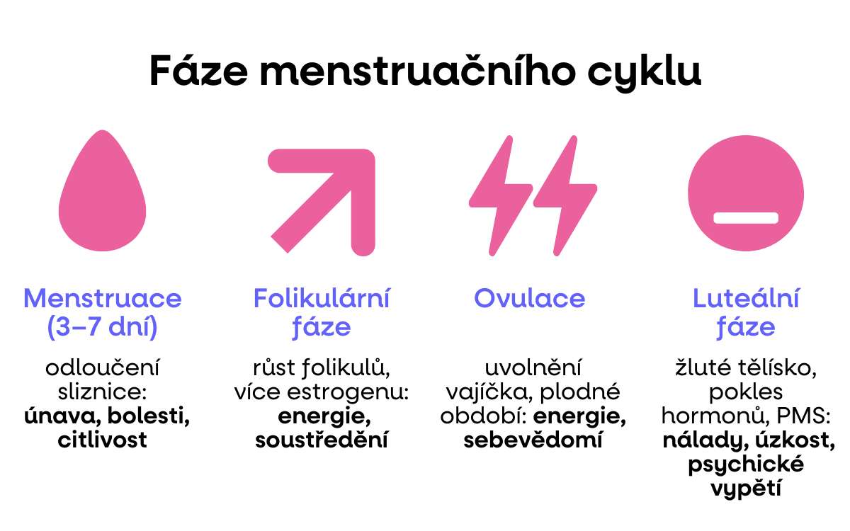 faze menstruacniho cyklu
